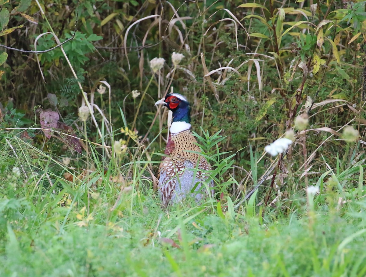 Ring-necked Pheasant - ML610197248