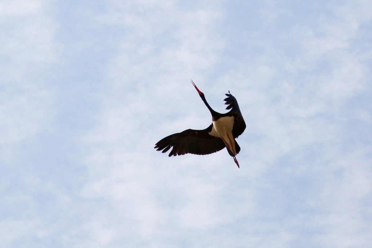 Black Stork - ML610197702