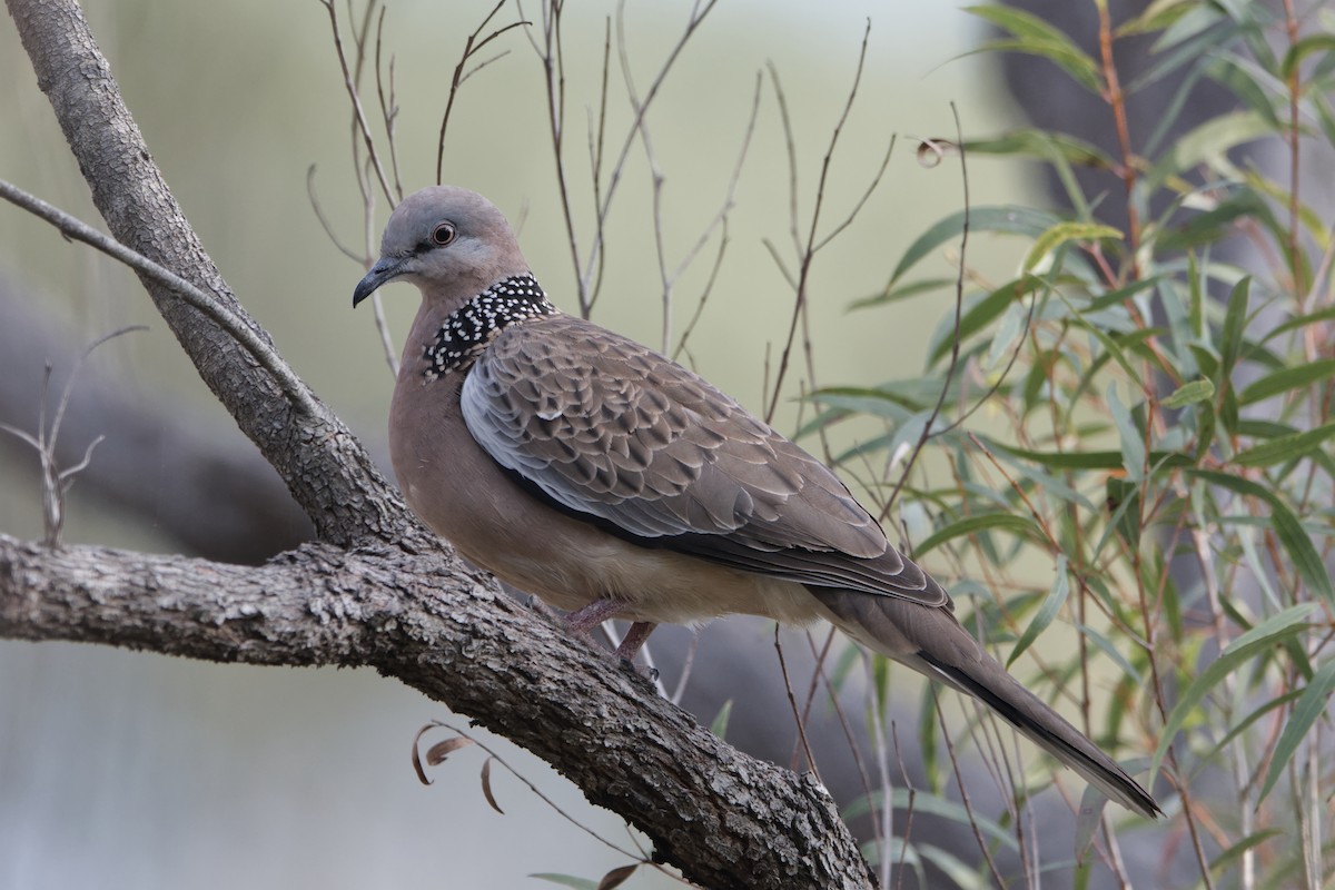 Spotted Dove - ML610197835