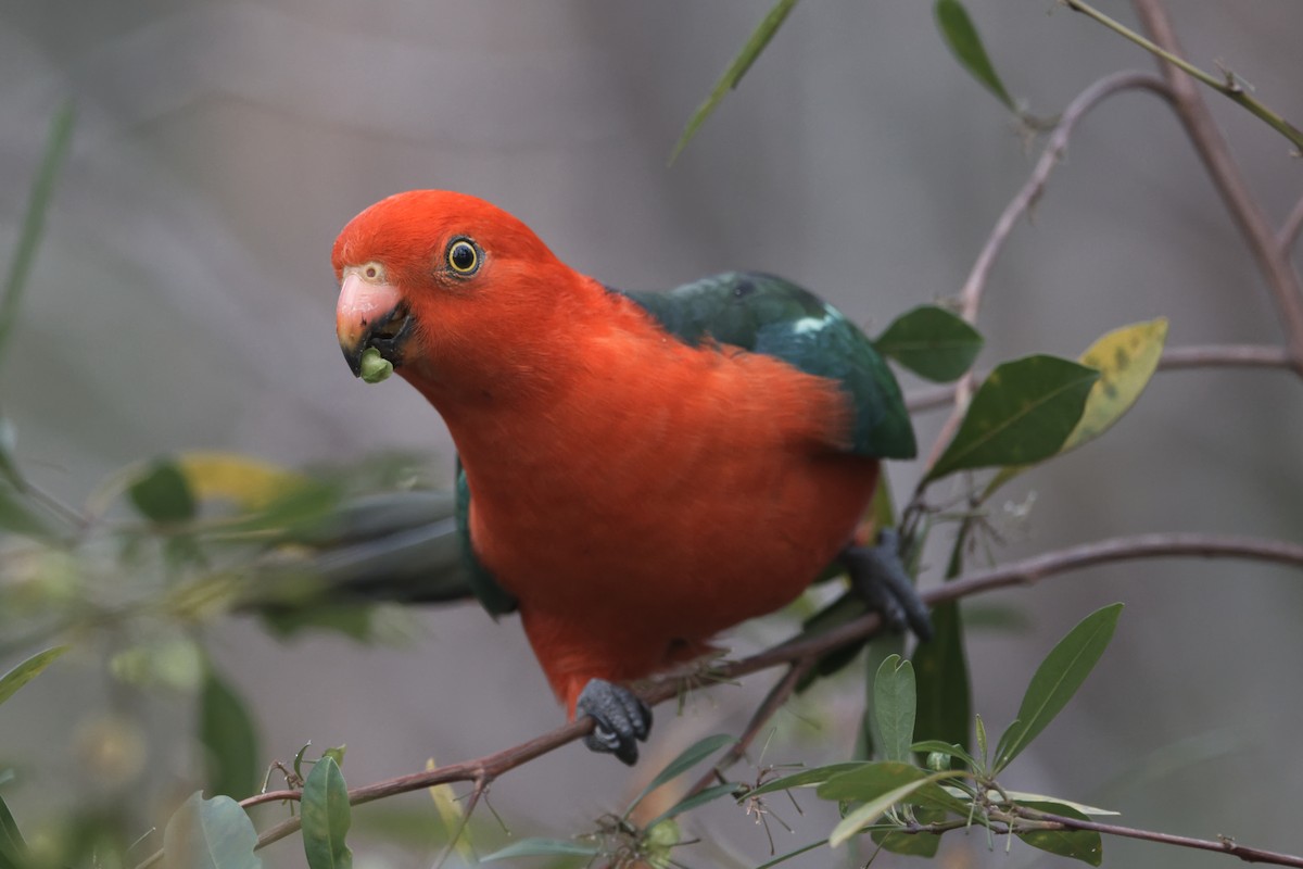 Australian King-Parrot - ML610197857