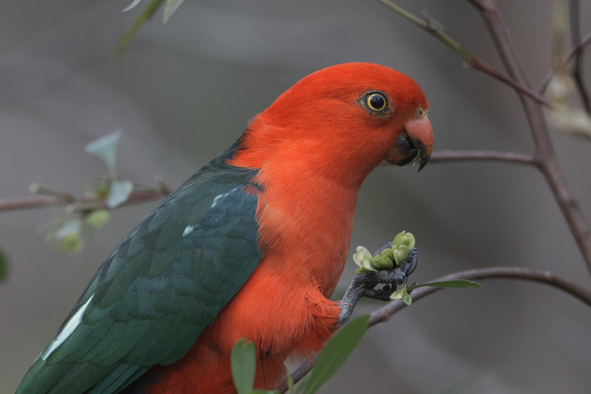 Australian King-Parrot - ML610197866