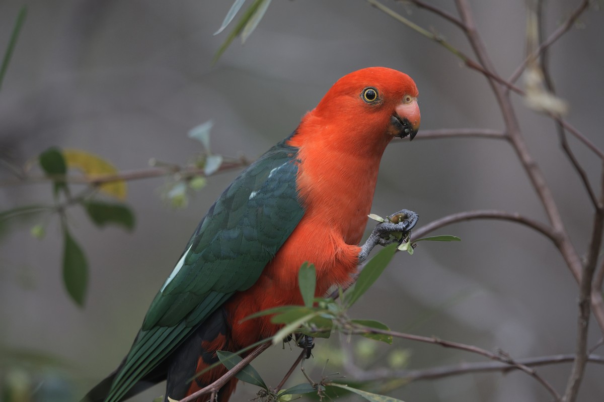 Australian King-Parrot - ML610197868