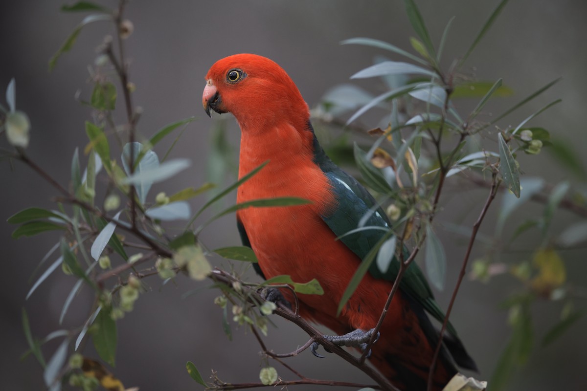 Australian King-Parrot - Adrian van der Stel