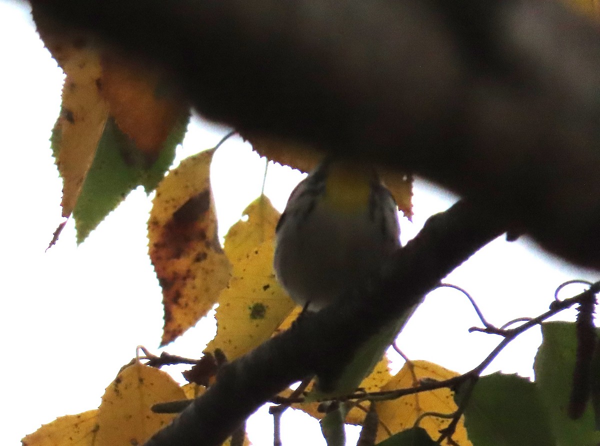 Yellow-throated Warbler - ML610198333