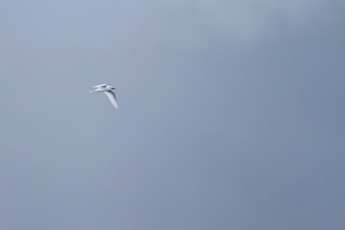 White Tern - ML610198334