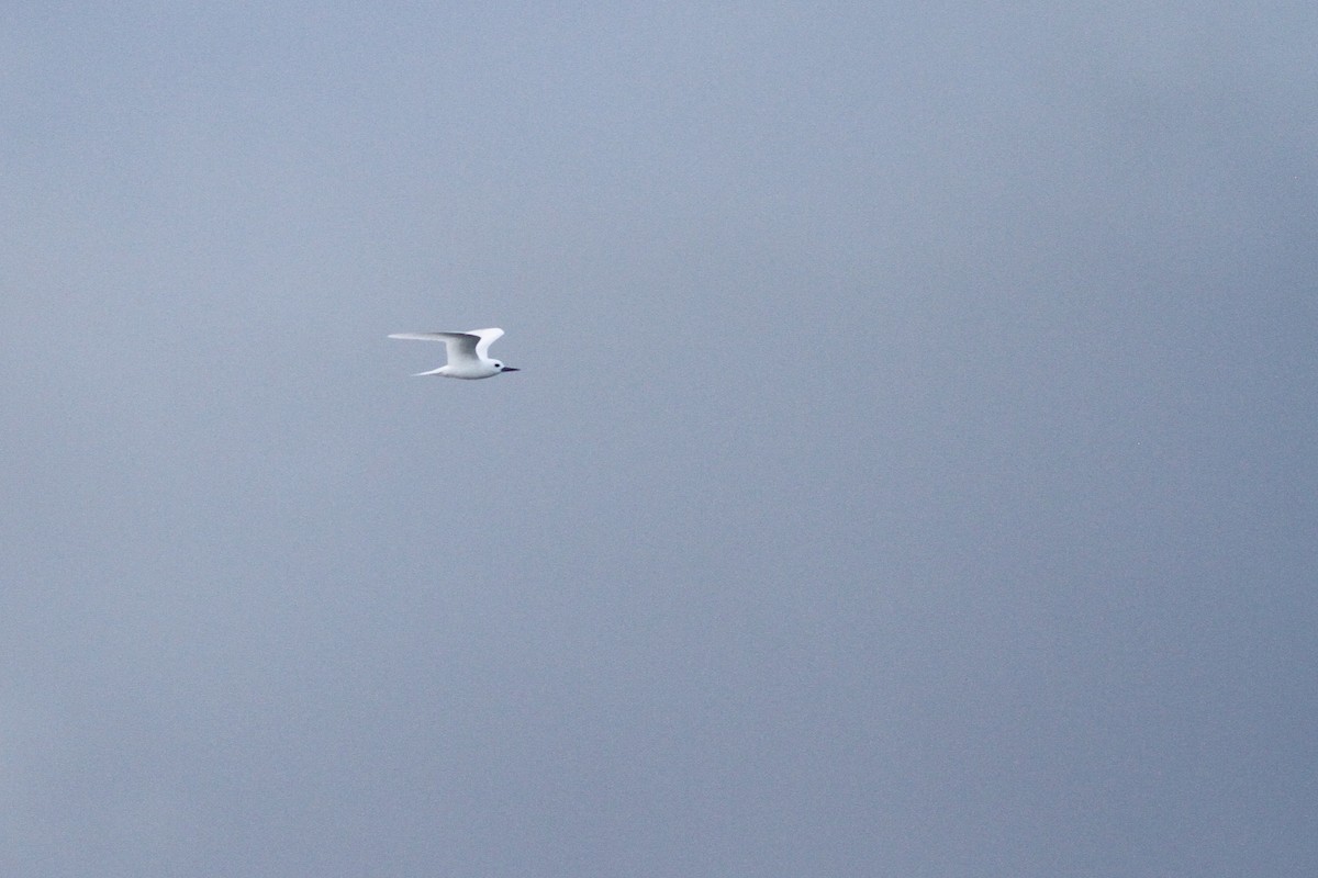 White Tern - ML610198335