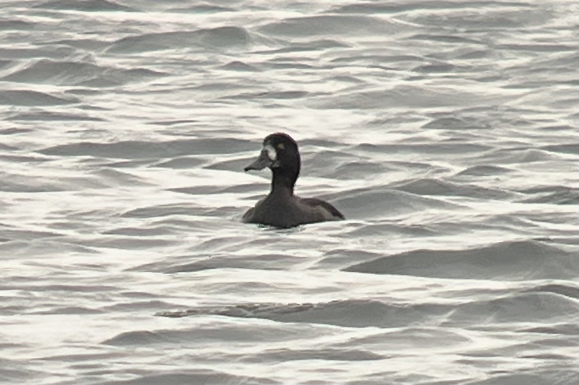 Greater Scaup - ML610198439