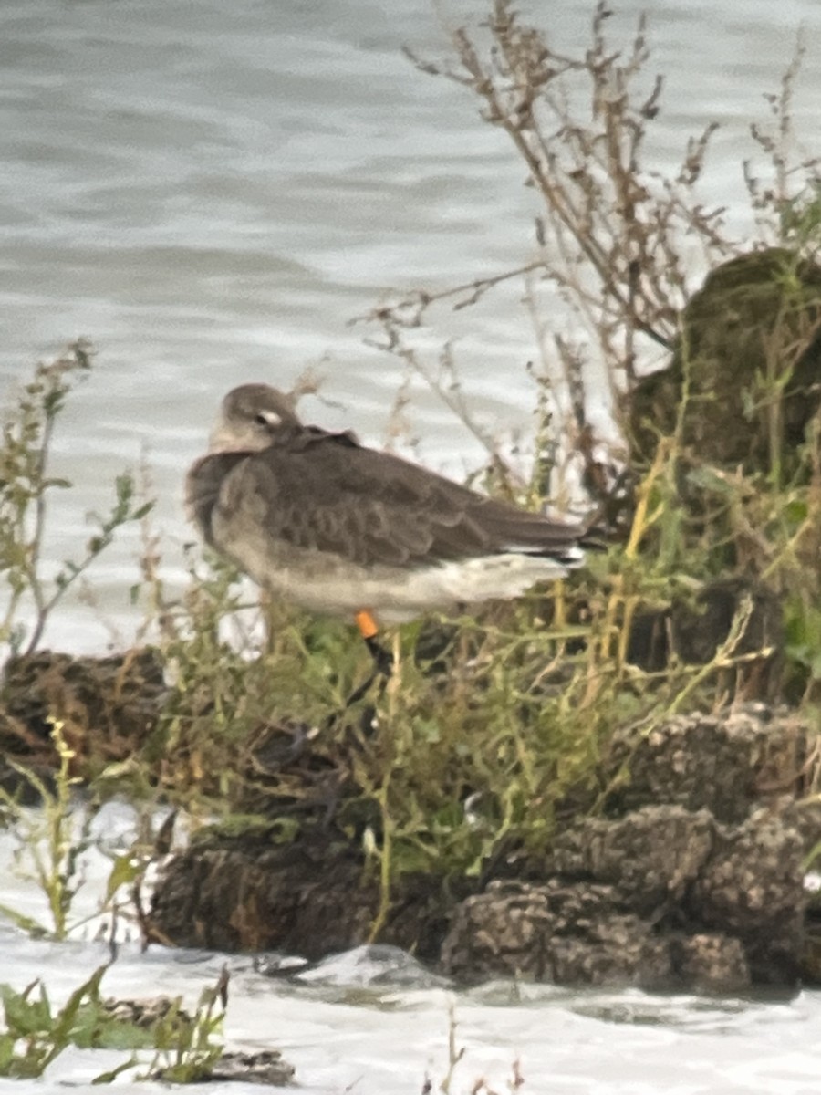 Black-tailed Godwit (islandica) - ML610198449