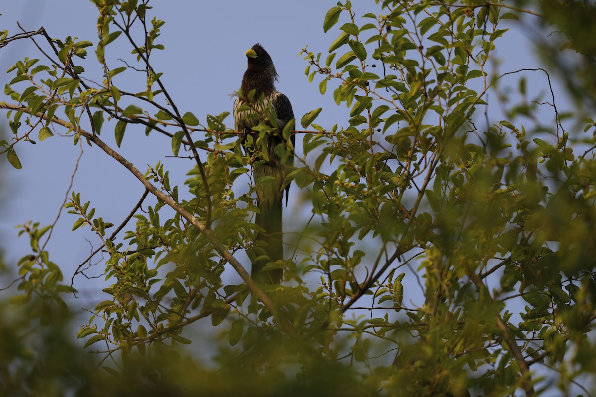 Turaco Gris Oriental - ML610198925