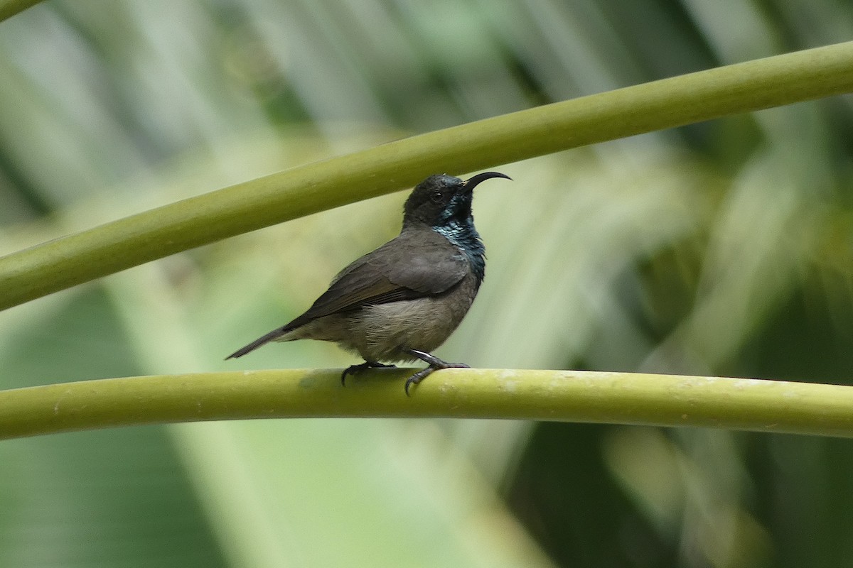 Seychelles Sunbird - ML610199261