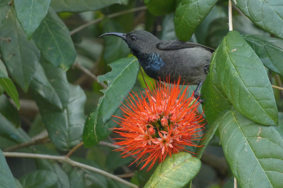 Seychelles Sunbird - ML610199262