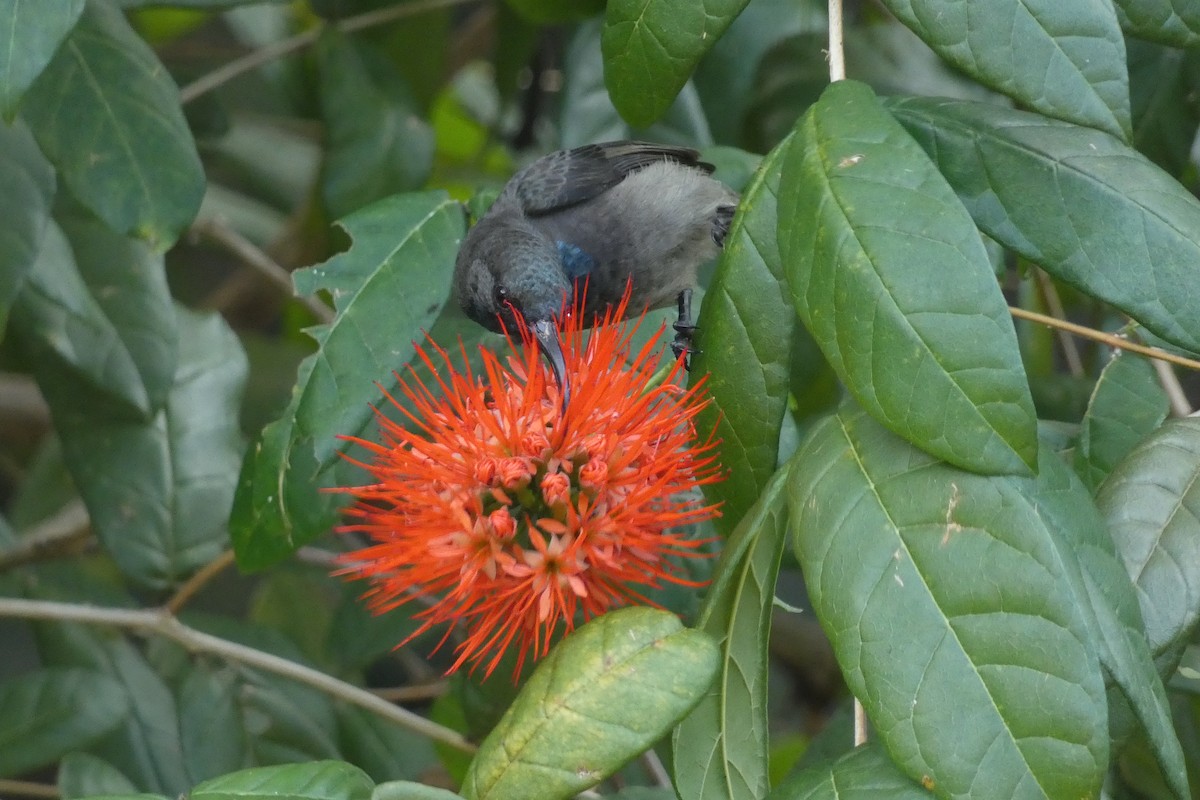 Seychelles Sunbird - ML610199263