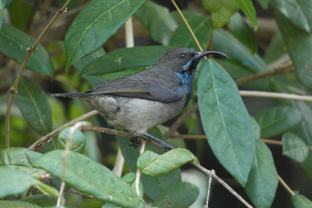 Seychelles Sunbird - ML610199264