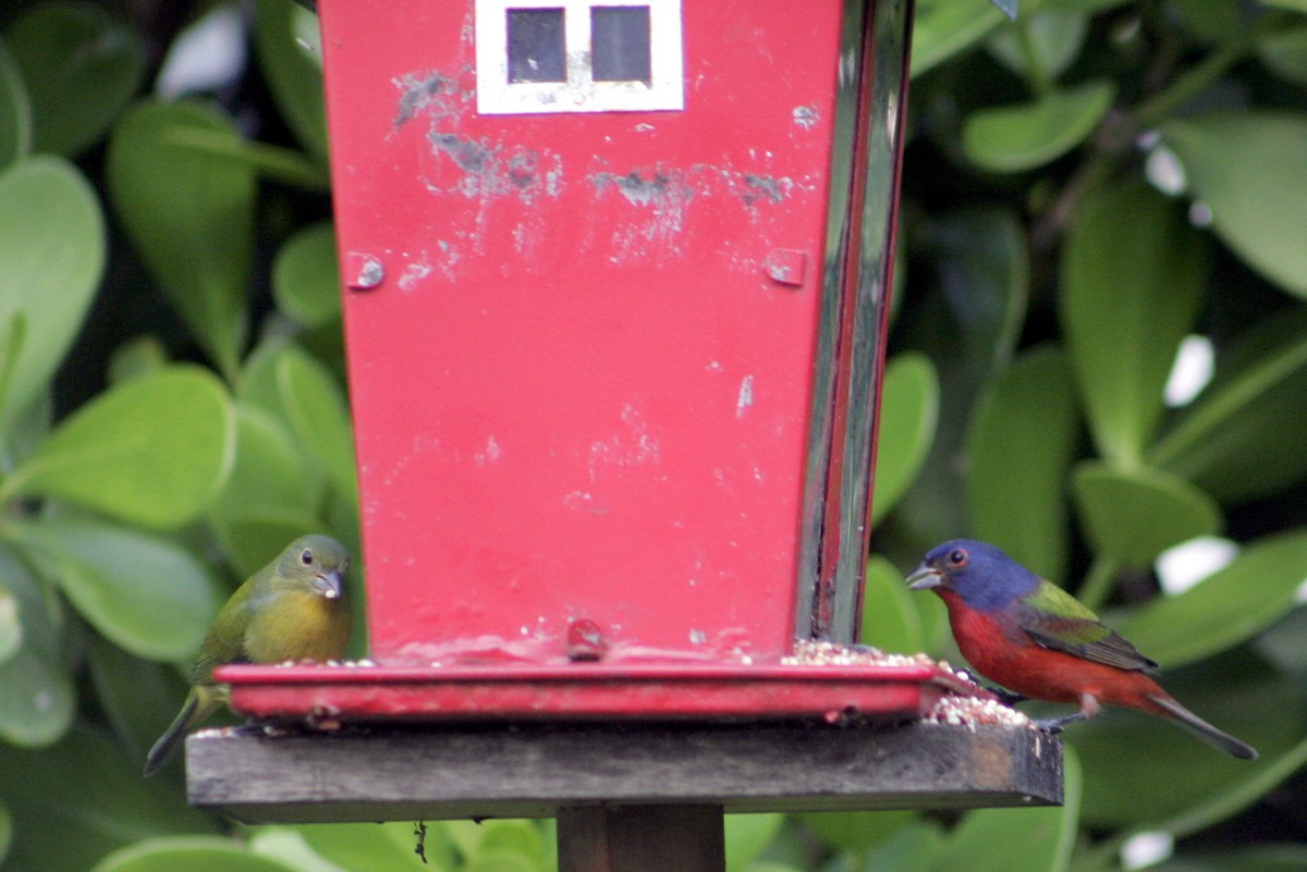 Painted Bunting - ML610199590