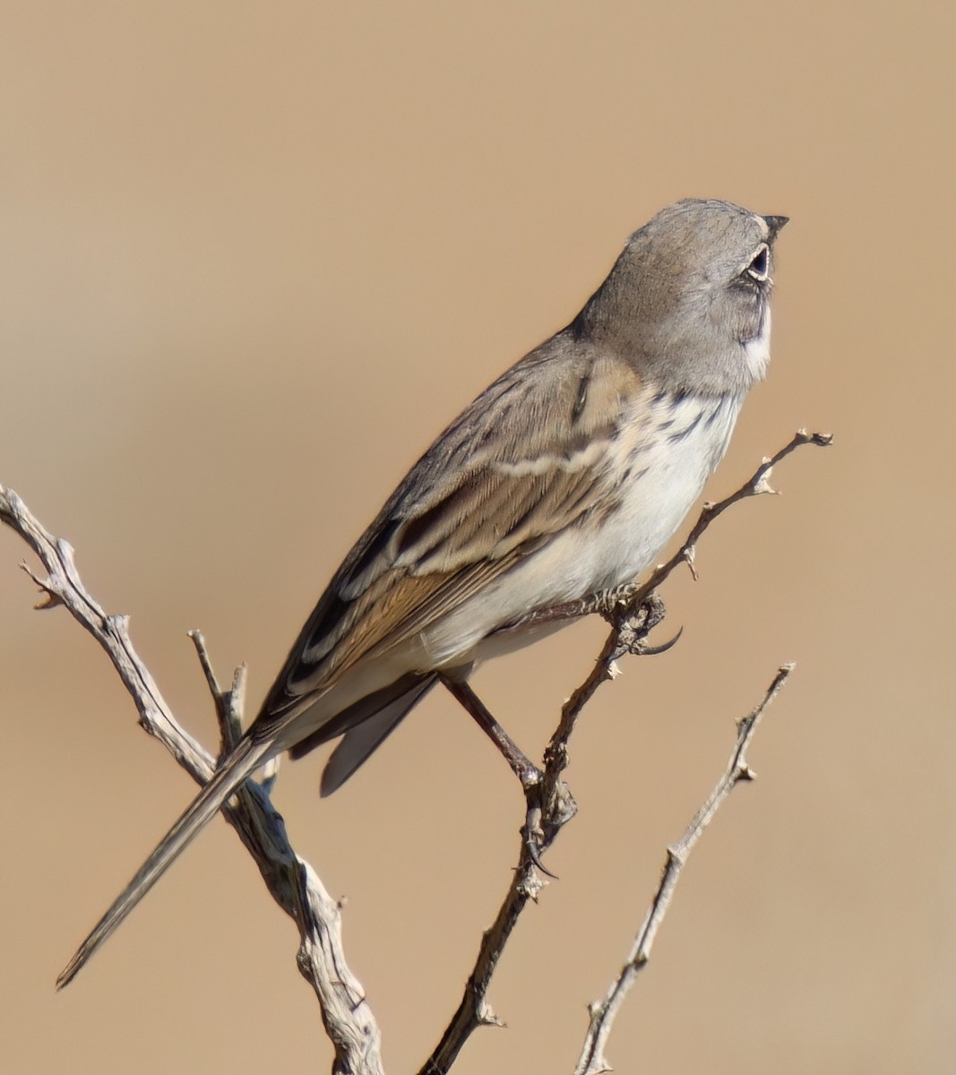 Sagebrush/Bell's Sparrow (Sage Sparrow) - Sally Veach