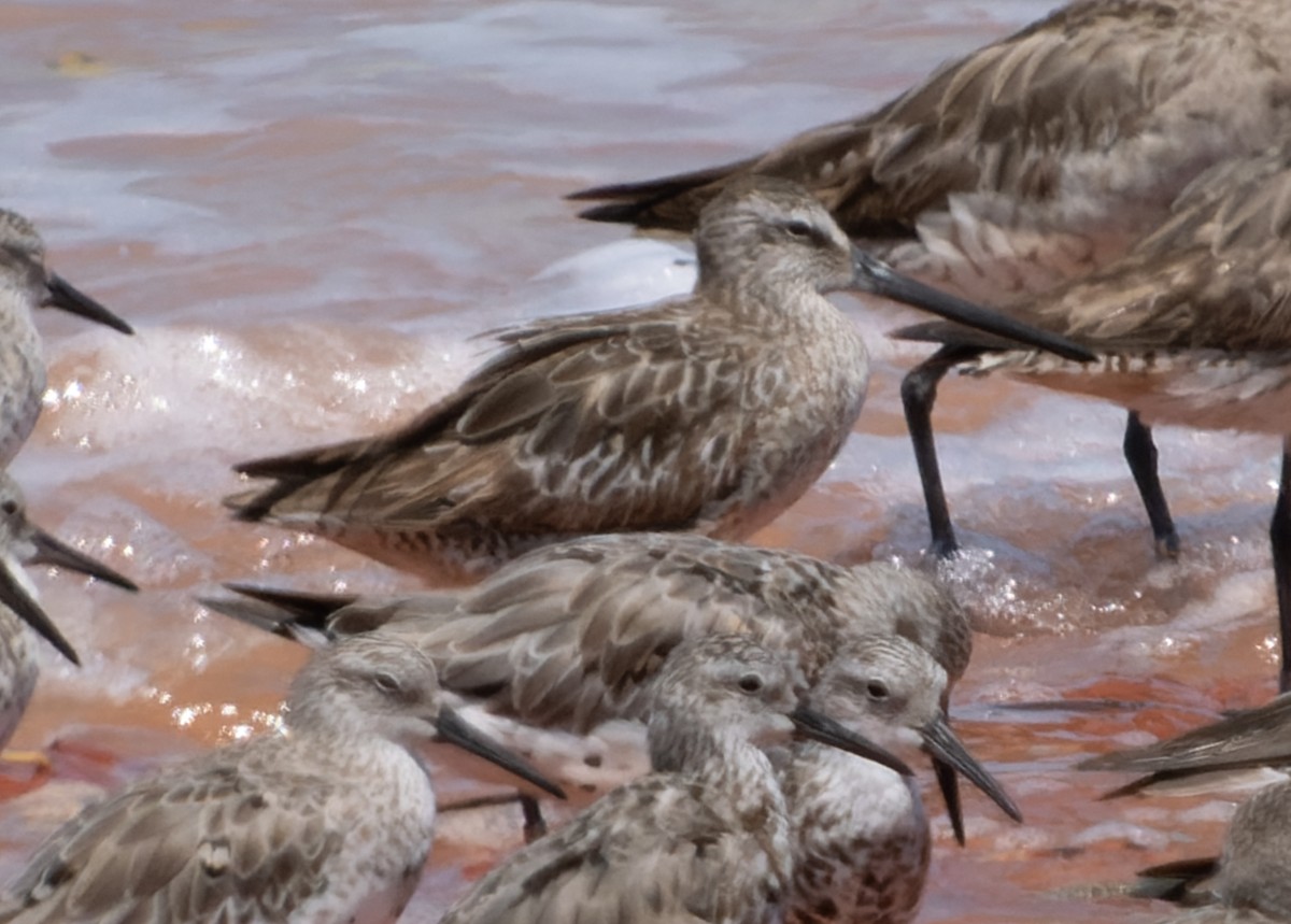 Asian Dowitcher - ML610199859