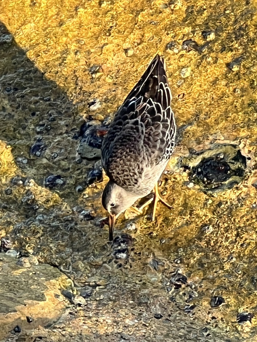 EBird Checklist 21 Oct 2023 Babenton Beach Inlet Park 27 Species