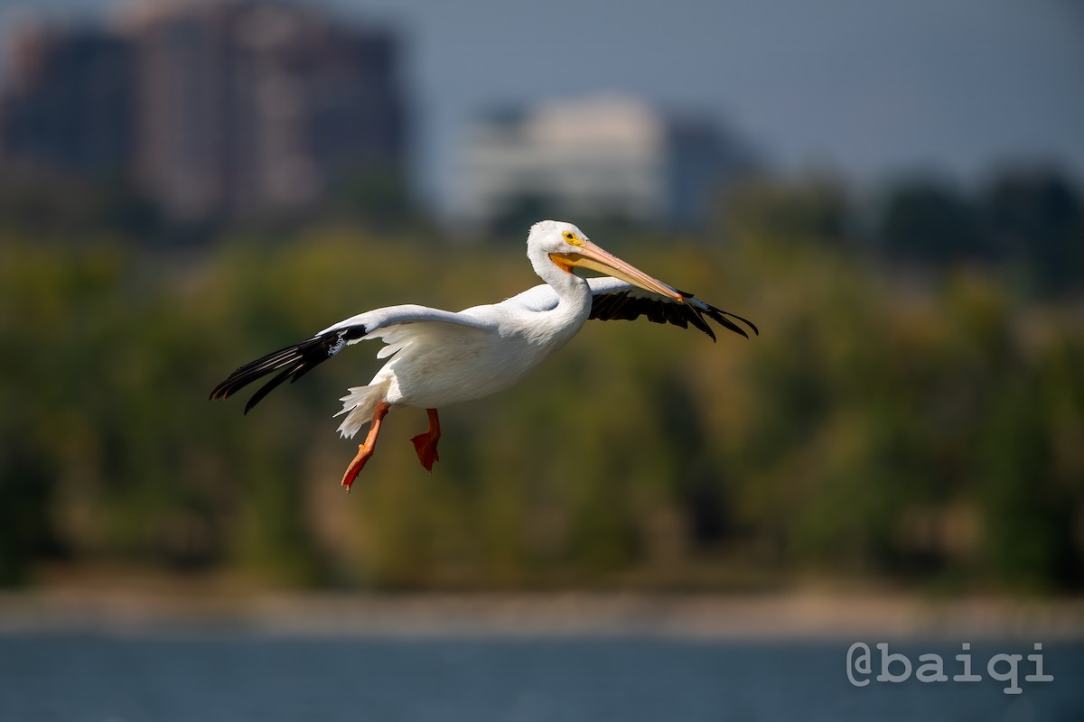 American White Pelican - qi bai
