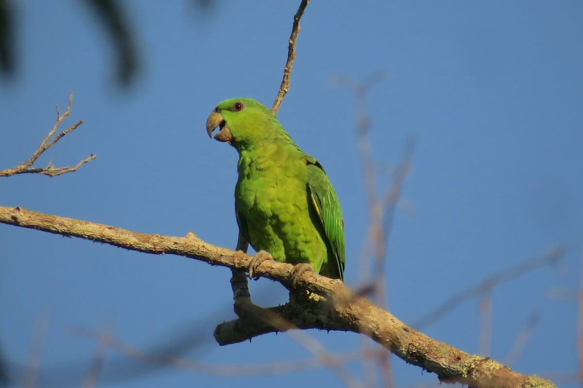 Short-tailed Parrot - Tomaz Melo