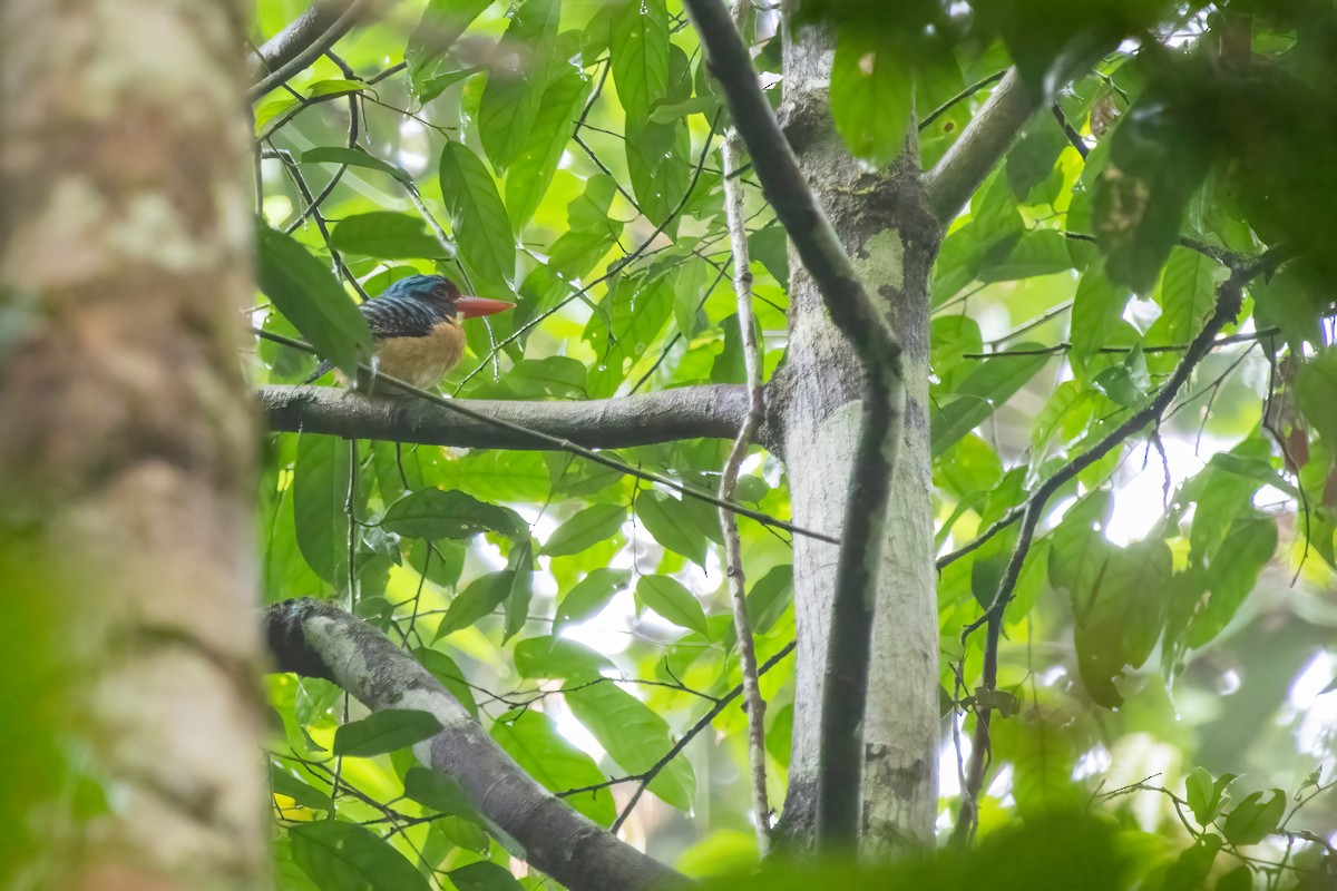 Banded Kingfisher (Black-faced) - ML610200282