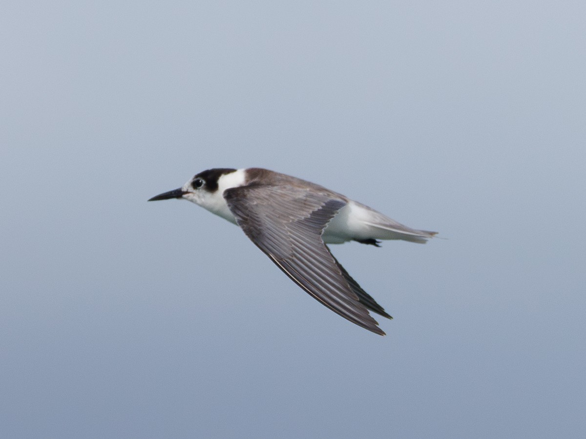 Black Tern - ML610200679