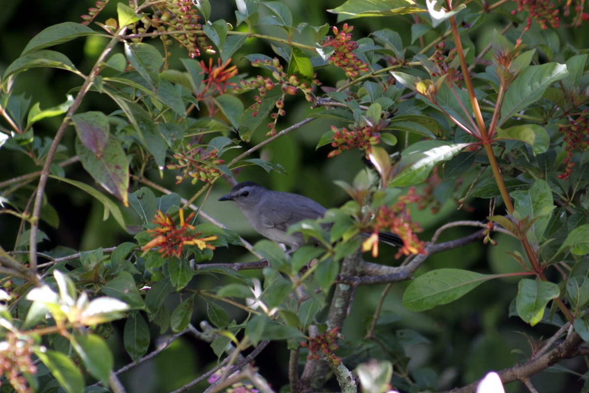 Gray Catbird - ML610201170
