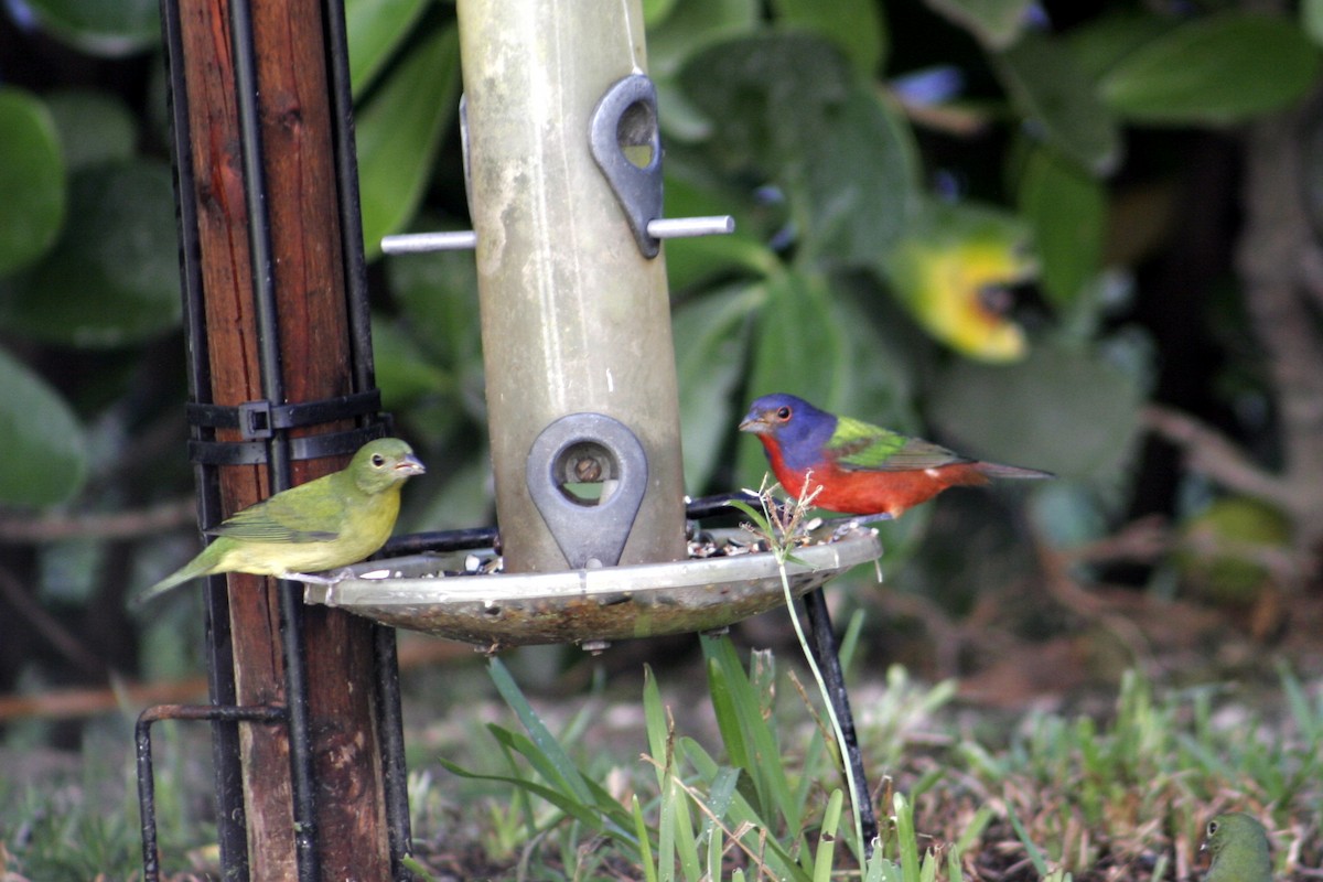Painted Bunting - ML610201179