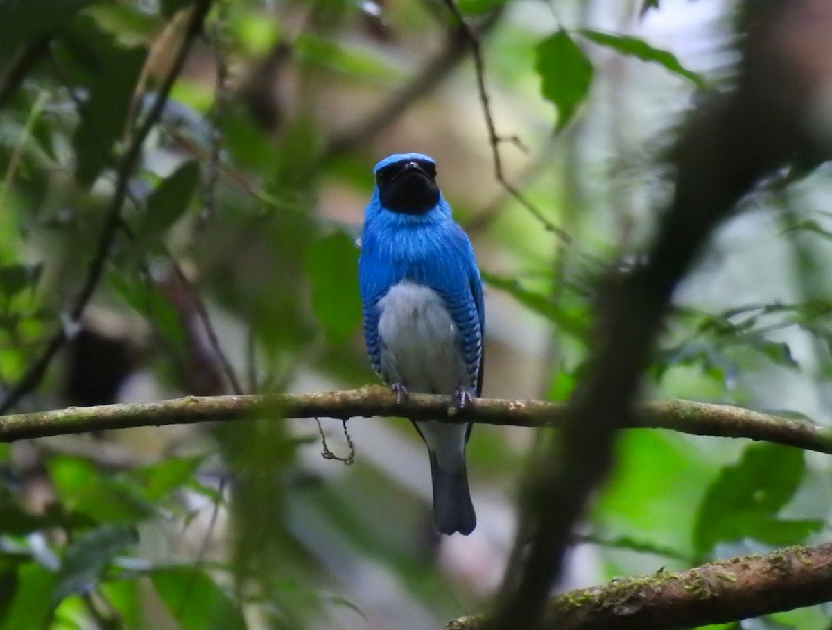 Swallow Tanager - ML610201422
