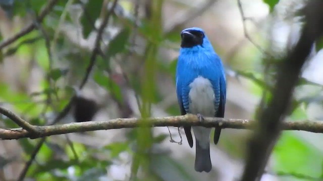 Swallow Tanager - ML610201423