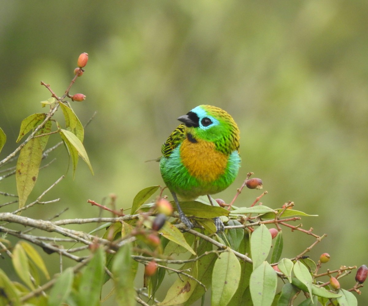 Brassy-breasted Tanager - ML610201661
