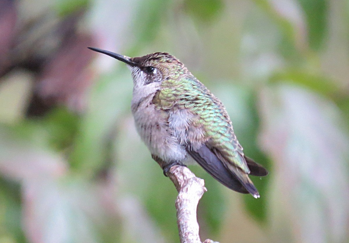 Ruby-throated Hummingbird - ML610201823
