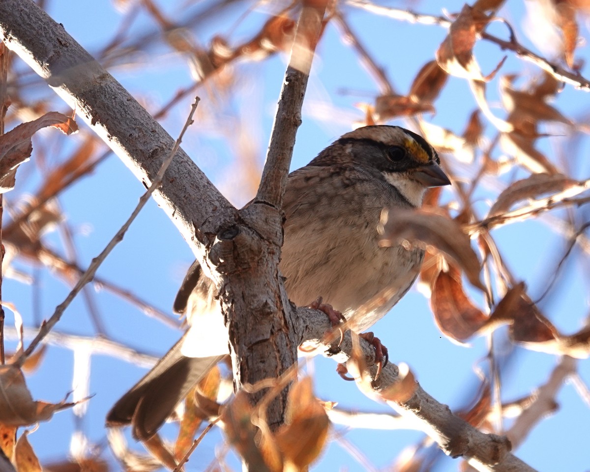 White-throated Sparrow - ML610202012
