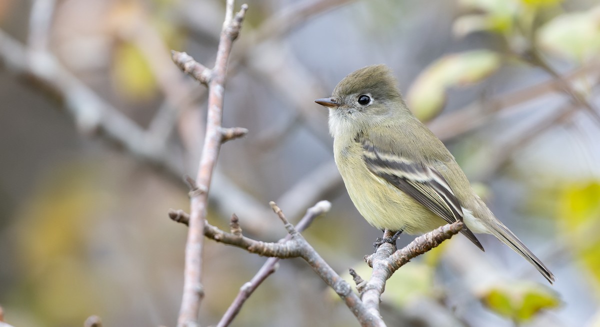 Ebird Checklist Oct Monhegan Island Species Other