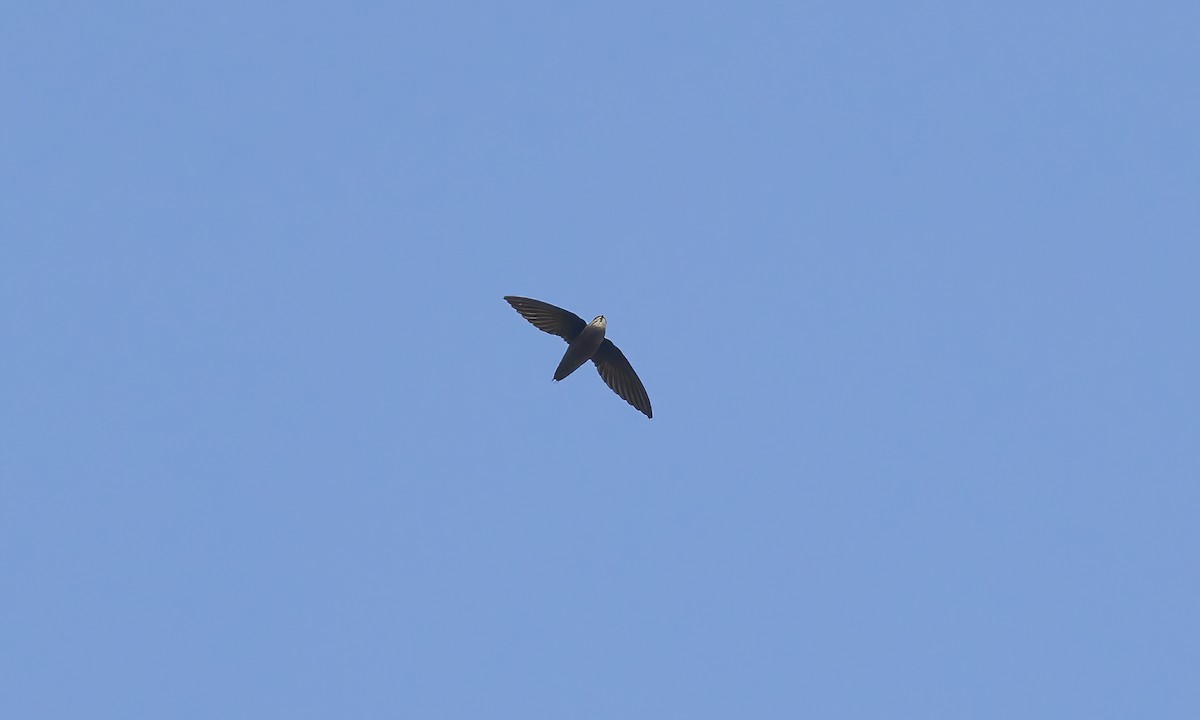 Short-tailed Swift (Short-tailed) - ML610202288