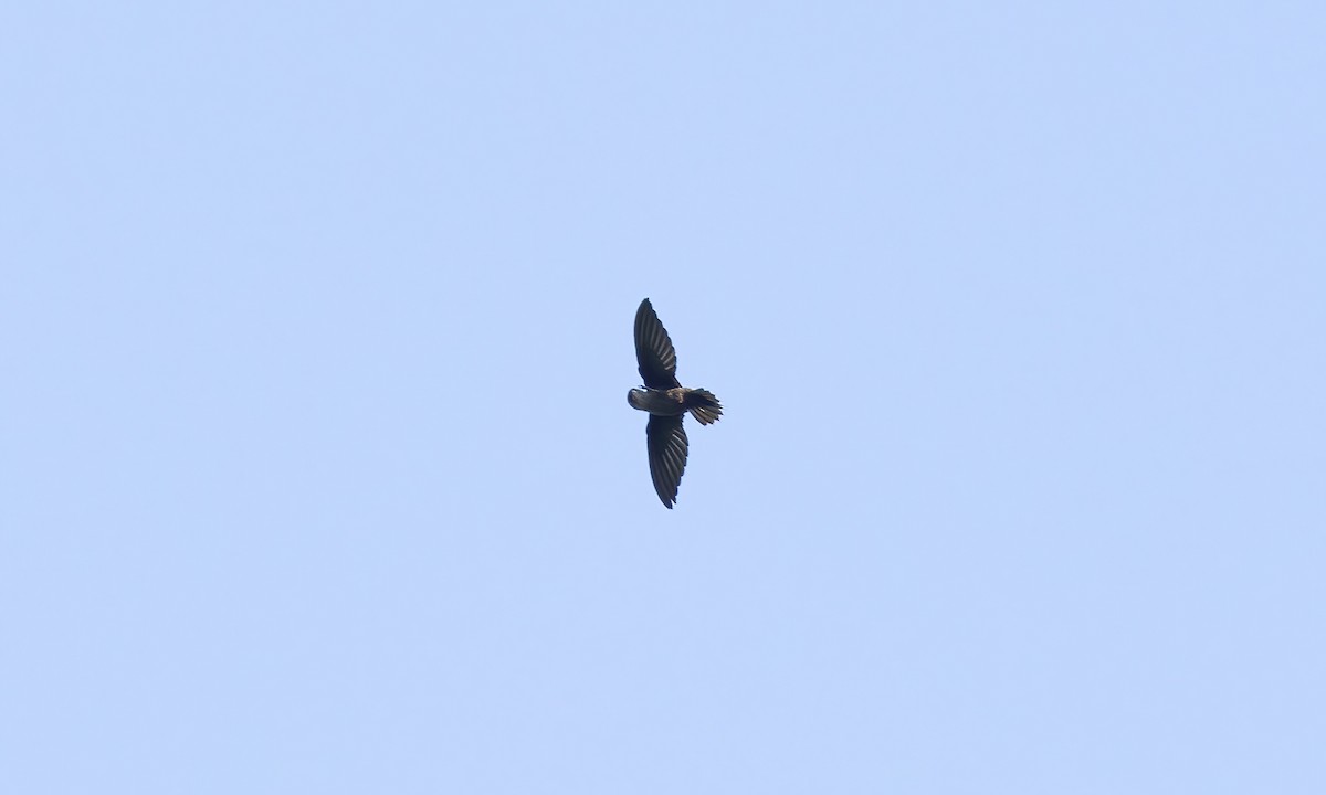 Short-tailed Swift (Short-tailed) - ML610202290