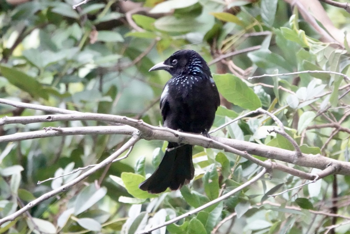 Hair-crested Drongo - Lam Chan