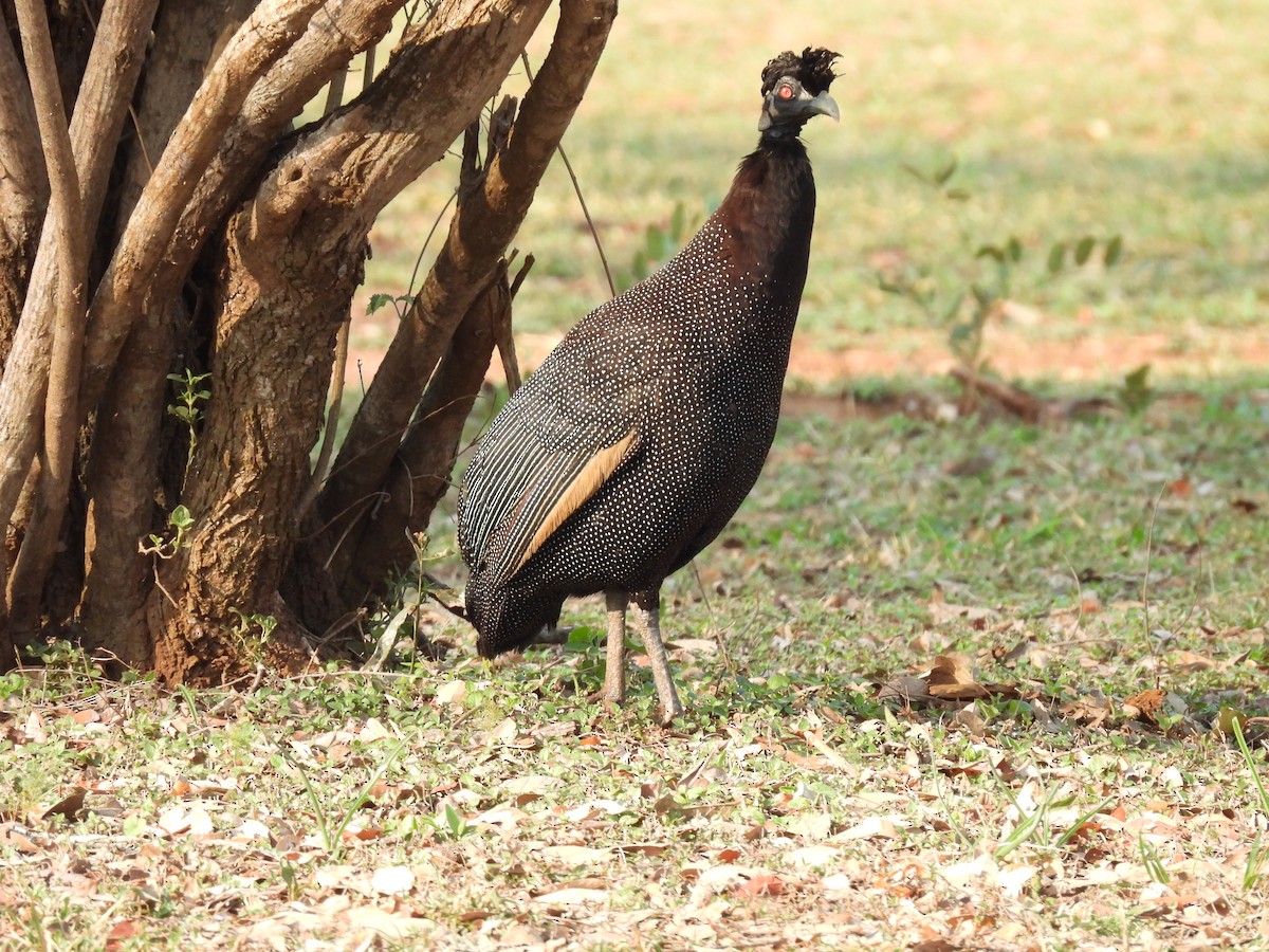 Southern Crested Guineafowl - ML610202659