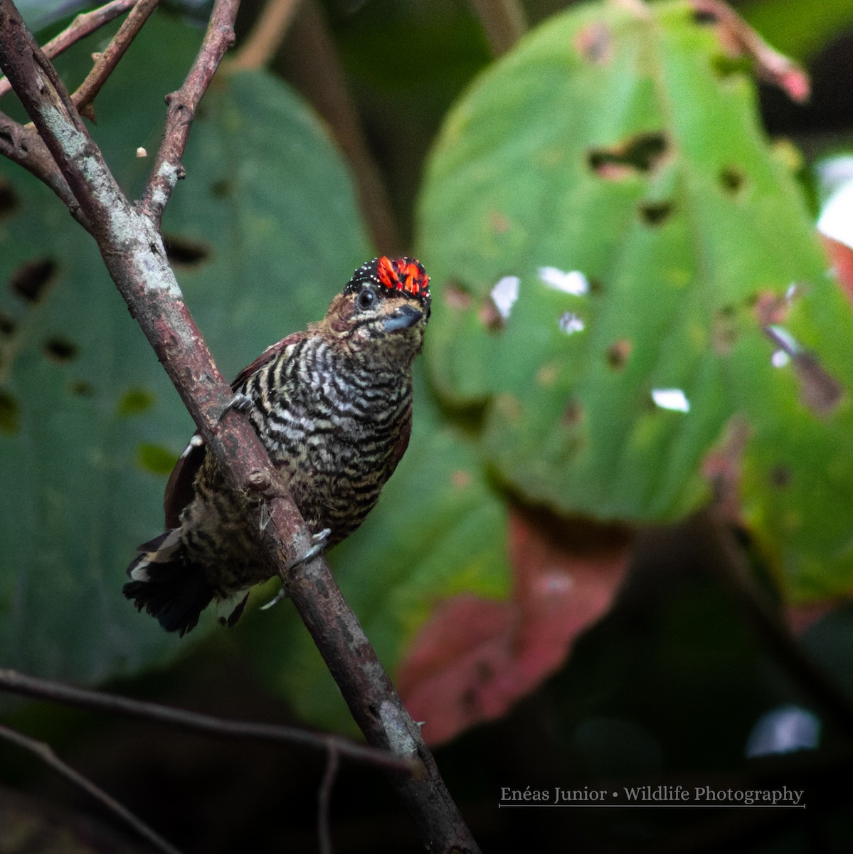 White-barred Piculet - ML610202746