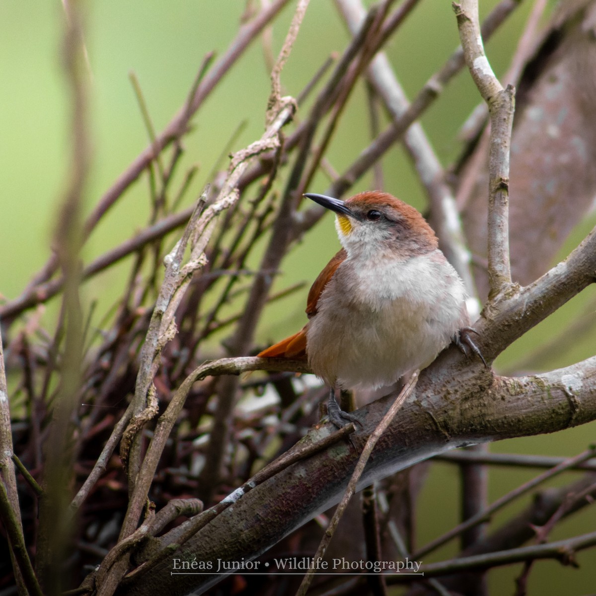 Yellow-chinned Spinetail - ML610202748