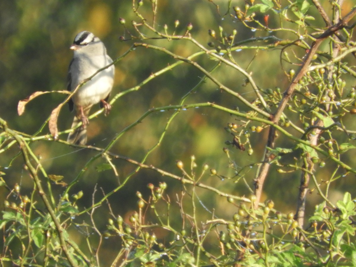 White-crowned Sparrow - ML610202877