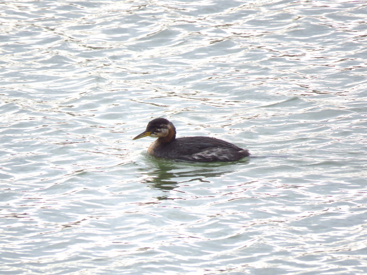 Red-necked Grebe - ML610203040