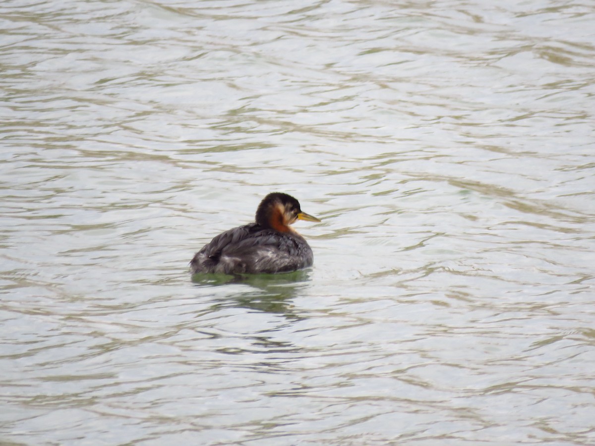 Red-necked Grebe - ML610203041