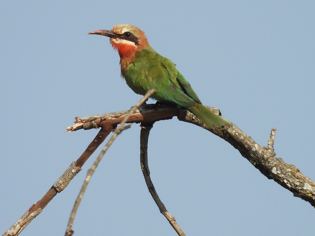 White-fronted Bee-eater - ML610203154