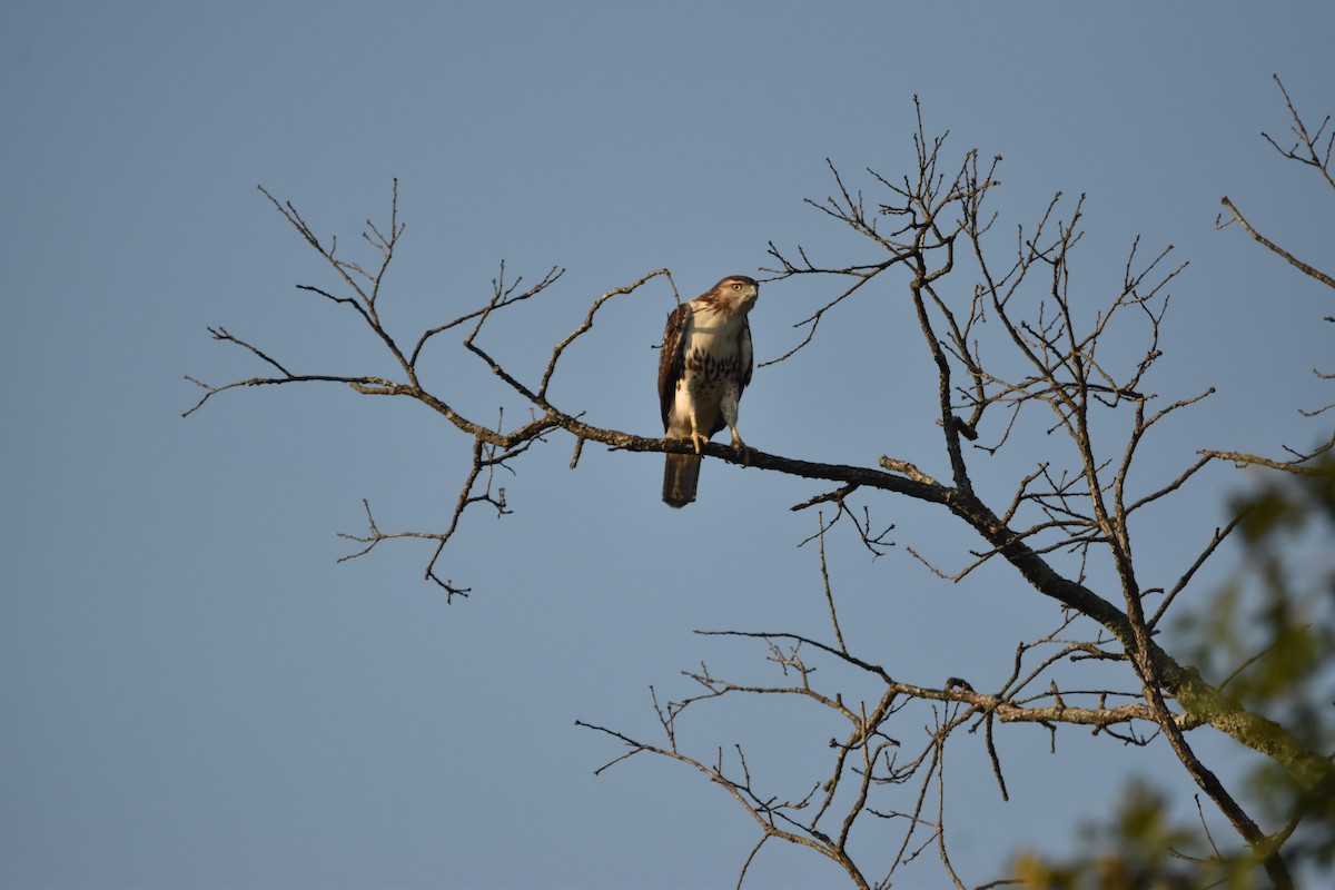 Red-tailed Hawk - ML610203168
