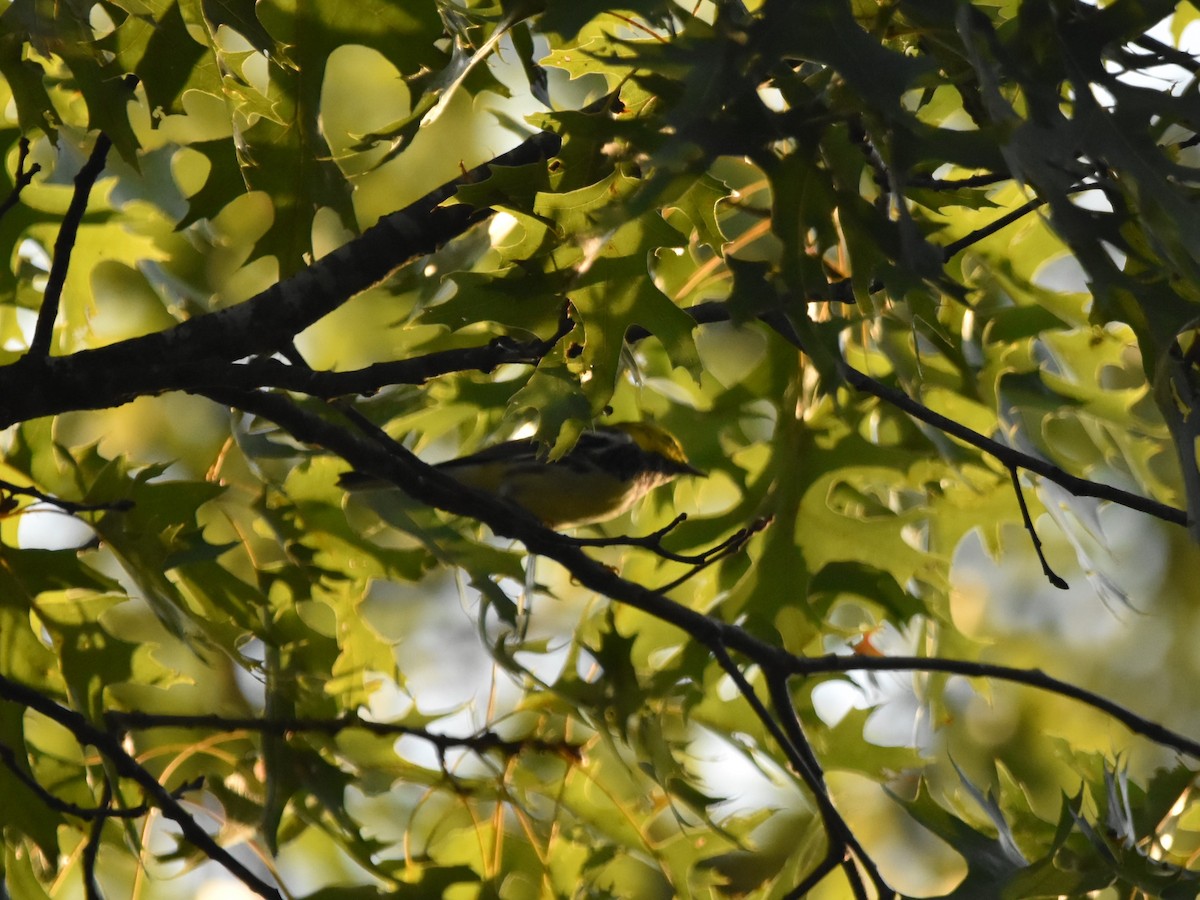 Black-throated Green Warbler - Kendell Loyd