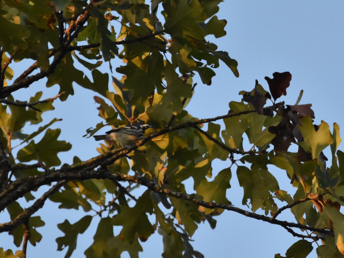 Yellow-throated Warbler - ML610203229