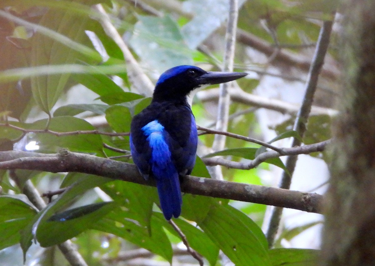 Blue-black Kingfisher - ML610203692