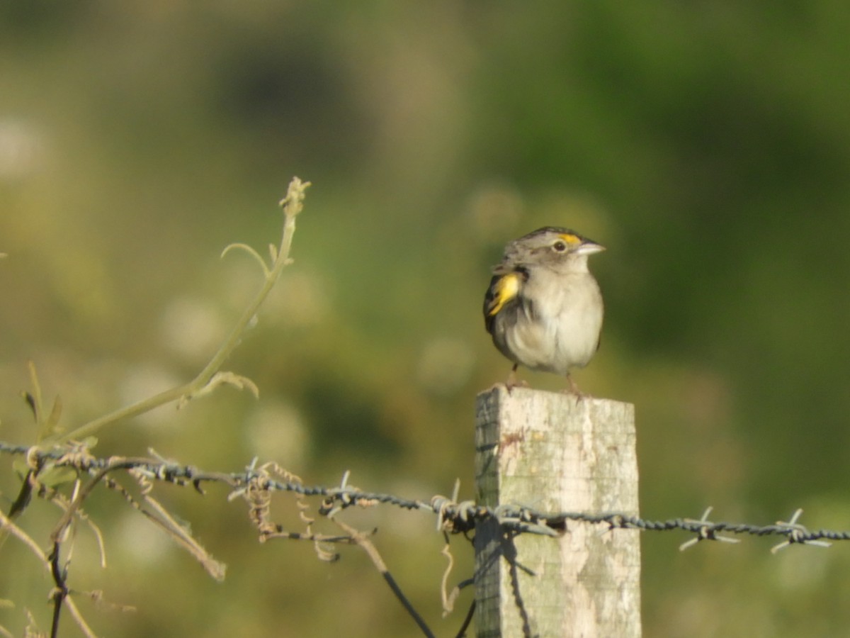 Grassland Sparrow - ML610203828