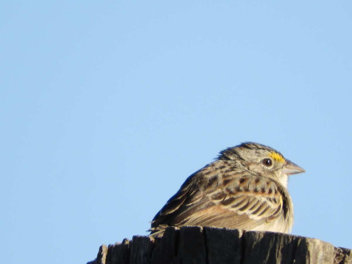 Grassland Sparrow - ML610203829