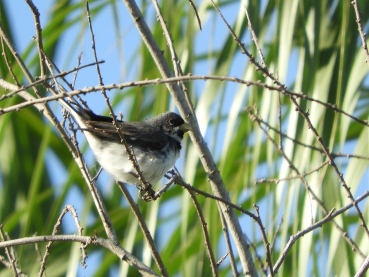 Double-collared Seedeater - ML610203932